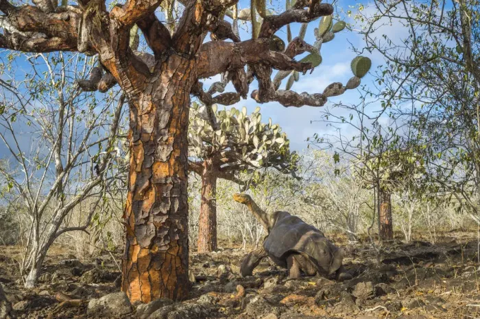 Framed Print : Espanola saddelback tortoise (Chelonoidis hoodensis) walking through Tree prickly pears Framed Print : Espanola saddelback tortoise (Chelonoidis hoodensis) walking through Tree prickly pears