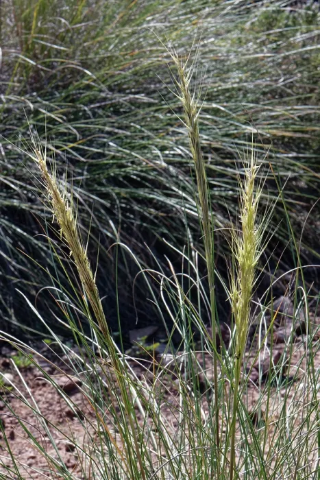 Framed Print : Esparto grass (Macrochloa tenacissima) flowerhead, Cabo de Gata-Nijar Natural Park, Almeria, Spain. March Framed Print : Esparto grass (Macrochloa tenacissima) flowerhead, Cabo de Gata-Nijar Natural Park, Almeria, Spain. March