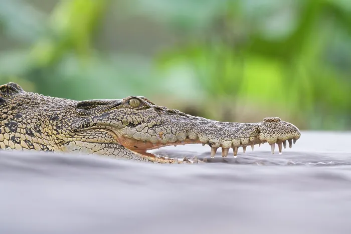 Framed Print : Estuarine crocodile (Crocodylus porosus) fishing in shallow water, Fogg Dam Conservation Reserve, Northern Territory, Australia Framed Print : Estuarine crocodile (Crocodylus porosus) fishing in shallow water, Fogg Dam Conservation Reserve, Northern Territory, Australia