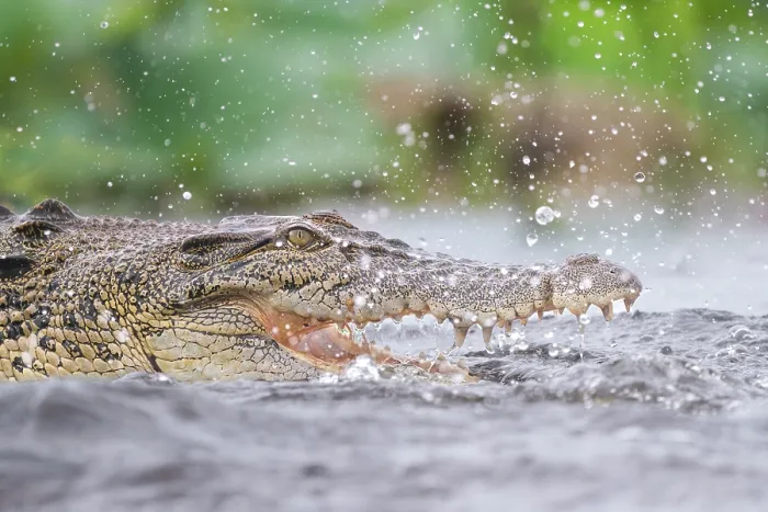 Framed Print : Estuarine crocodile (Crocodylus porosus) fishing in shallow water during monsoon rainfall, Fogg Dam Conservation Reserve, Northern Territory, Australia. March Framed Print : Estuarine crocodile (Crocodylus porosus) fishing in shallow water during monsoon rainfall, Fogg Dam Conservation Reserve, Northern Territory, Australia. March