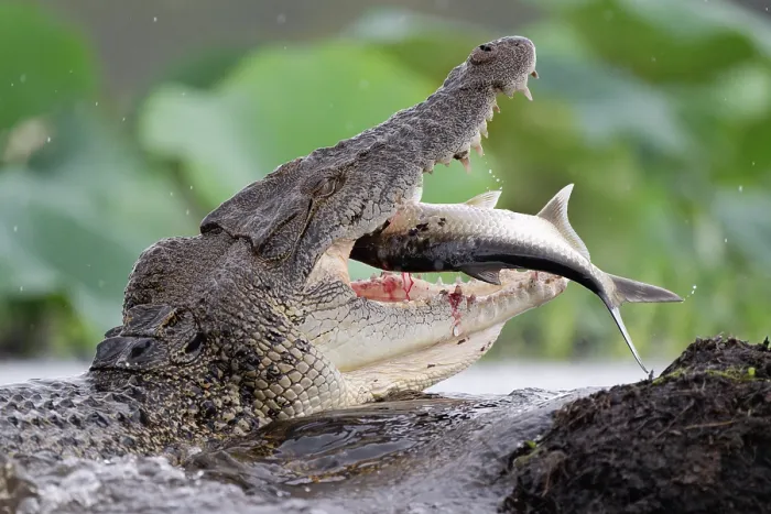 Framed Print : Estuarine crocodile (Crocodylus porosus) swallowing a Tarpon (Megalops cyprinoides) prey, Fogg Dam Conservation Reserve, Northern Territory, Australia Framed Print : Estuarine crocodile (Crocodylus porosus) swallowing a Tarpon (Megalops cyprinoides) prey, Fogg Dam Conservation Reserve, Northern Territory, Australia
