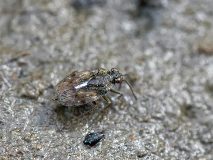 Framed Print : Estuarine shore bug (Saldula palustris) walking on a salt marsh salt pan at low tide, Merthyr Mawr National Nature Reserve, Glamorgan, Wales, UK. July Framed Print : Estuarine shore bug (Saldula palustris) walking on a salt marsh salt pan at low tide, Merthyr Mawr National Nature Reserve, Glamorgan, Wales, UK. July