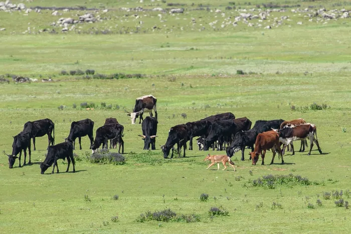 Framed Print : Ethiopian wolf (Canis simensis) hunting in grassland with herd of domestic cows behind, Bale Mountains National Park, Ethiopia. Endangered Framed Print : Ethiopian wolf (Canis simensis) hunting in grassland with herd of domestic cows behind, Bale Mountains National Park, Ethiopia. Endangered