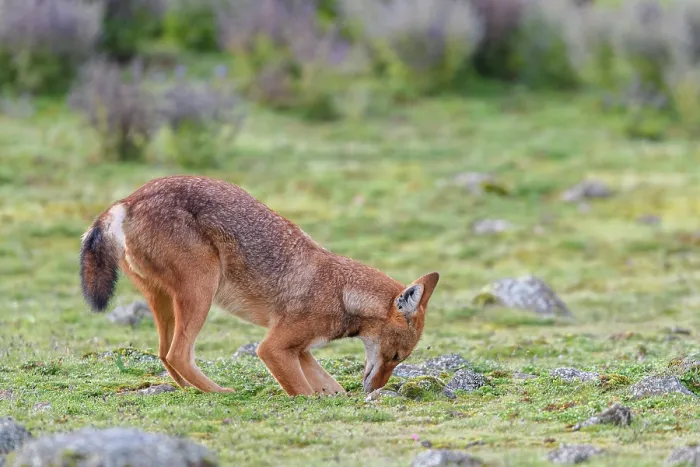 Framed Print : Ethiopian wolf (Canis simensis) hunting for rodents, Bale Mountains National Park, Ethiopia. Endangered Framed Print : Ethiopian wolf (Canis simensis) hunting for rodents, Bale Mountains National Park, Ethiopia. Endangered