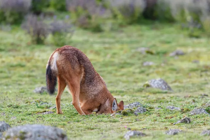 Framed Print : Ethiopian wolf (Canis simensis) hunting for rodents, Bale Mountains National Park, Ethiopia. Endangered Framed Print : Ethiopian wolf (Canis simensis) hunting for rodents, Bale Mountains National Park, Ethiopia. Endangered