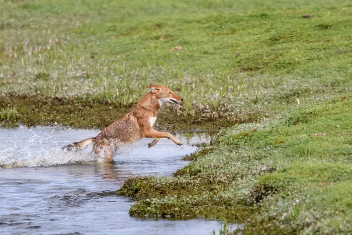 Framed Print : Ethiopian wolf (Canis simensis) jumping across a river, Bale Mountains National Park, Ethiopia. Endangered Framed Print : Ethiopian wolf (Canis simensis) jumping across a river, Bale Mountains National Park, Ethiopia. Endangered