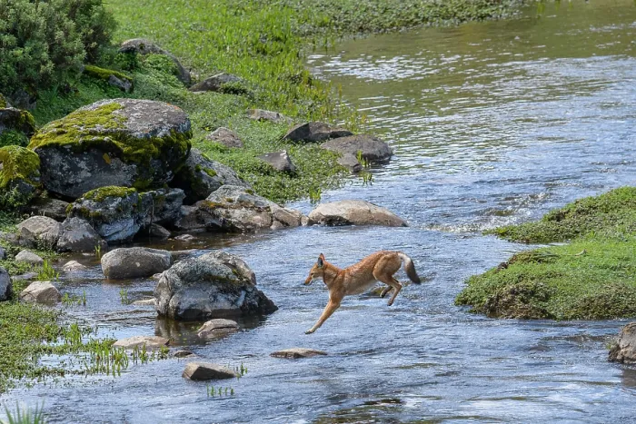 Framed Print : Ethiopian wolf (Canis simensis) jumping over a stream, Bale Mountains National Park, Ethiopia. Endangered Framed Print : Ethiopian wolf (Canis simensis) jumping over a stream, Bale Mountains National Park, Ethiopia. Endangered