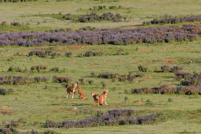 Framed Print : Ethiopian wolf (Canis simensis) pack greeting each other in the early morning sunlight before patrolling their territory borders, Bale Mountains National Park, Ethiopia Framed Print : Ethiopian wolf (Canis simensis) pack greeting each other in the early morning sunlight before patrolling their territory borders, Bale Mountains National Park, Ethiopia