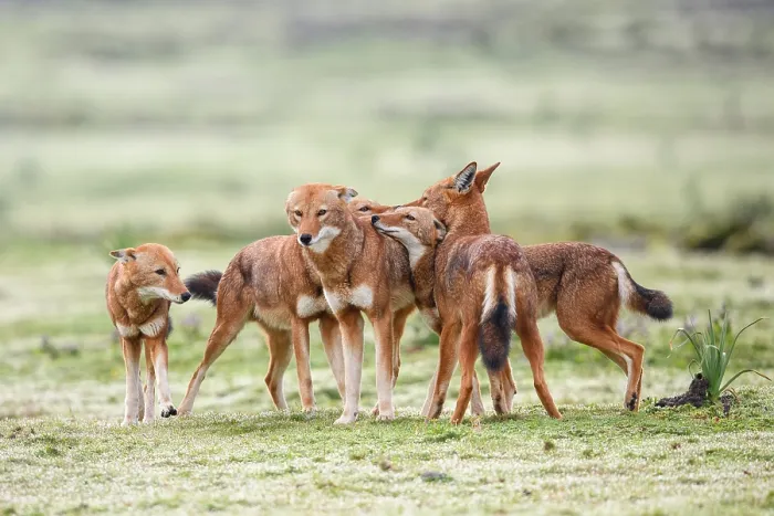 Framed Print : Ethiopian wolf (Canis simensis) pack members greeting each other in the morning, Bale Mountains National Park, Ethiopia. Endangered Framed Print : Ethiopian wolf (Canis simensis) pack members greeting each other in the morning, Bale Mountains National Park, Ethiopia. Endangered
