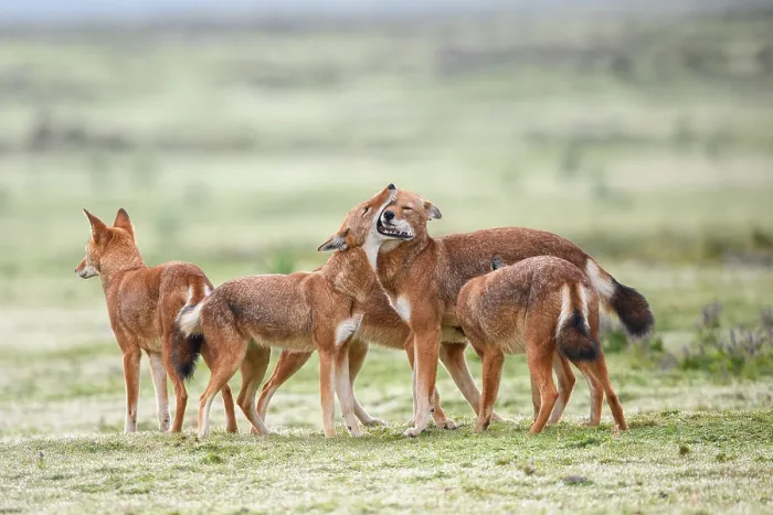 Framed Print : Ethiopian wolf (Canis simensis) pack members greeting each other in the morning, Bale Mountains National Park, Ethiopia. Endangered Framed Print : Ethiopian wolf (Canis simensis) pack members greeting each other in the morning, Bale Mountains National Park, Ethiopia. Endangered