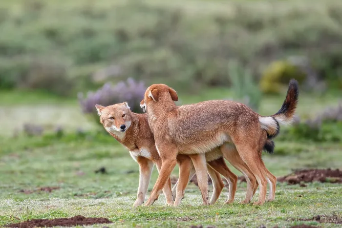 Framed Print : Ethiopian wolf (Canis simensis) pack members greeting each other in the morning, Bale Mountains National Park, Ethiopia. Endangered Framed Print : Ethiopian wolf (Canis simensis) pack members greeting each other in the morning, Bale Mountains National Park, Ethiopia. Endangered