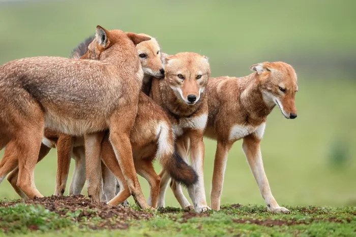Framed Print : Ethiopian wolf (Canis simensis) pack members greeting each other in the morning, Bale Mountains National Park, Ethiopia, Endangered Framed Print : Ethiopian wolf (Canis simensis) pack members greeting each other in the morning, Bale Mountains National Park, Ethiopia, Endangered