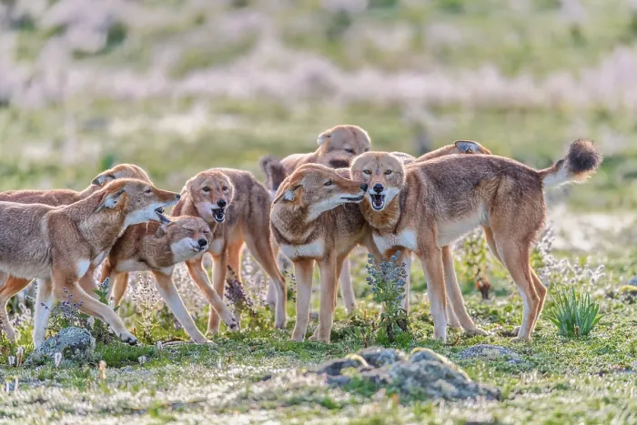 Framed Print : Ethiopian wolf (Canis simensis) pack members greeting each other in the morning, Bale Mountains National Park, Ethiopia. Endangered Framed Print : Ethiopian wolf (Canis simensis) pack members greeting each other in the morning, Bale Mountains National Park, Ethiopia. Endangered