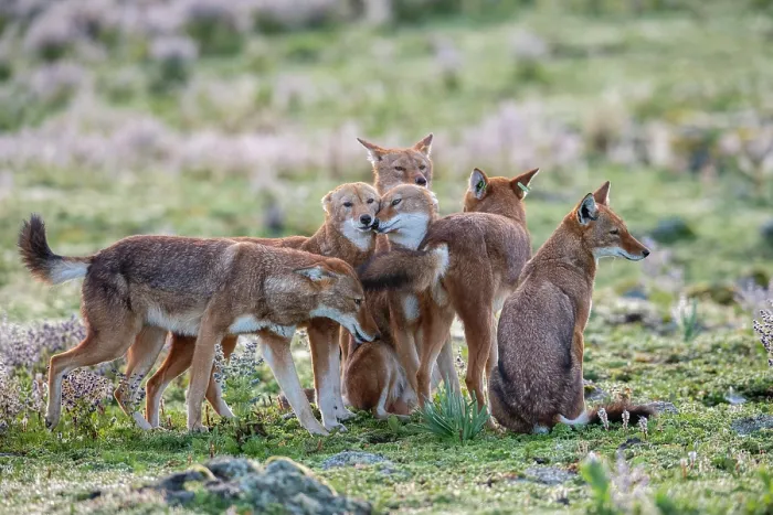 Framed Print : Ethiopian wolf (Canis simensis) pack members greeting each other in the morning, Bale Mountains National Park, Ethiopia. Endangered Framed Print : Ethiopian wolf (Canis simensis) pack members greeting each other in the morning, Bale Mountains National Park, Ethiopia. Endangered