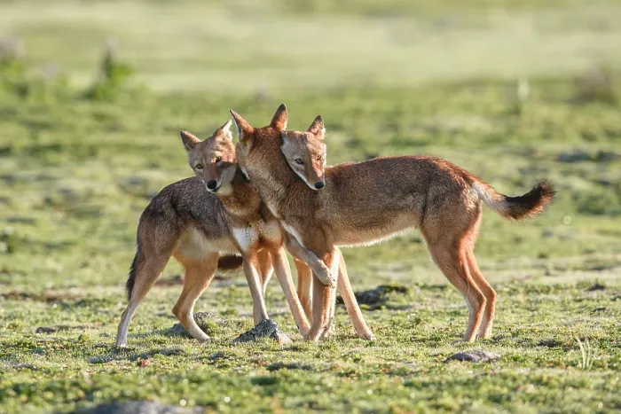 Framed Print : Ethiopian wolf (Canis simensis) pack members greeting each other in the morning, Bale Mountains National Park, Ethiopia. Endangered Framed Print : Ethiopian wolf (Canis simensis) pack members greeting each other in the morning, Bale Mountains National Park, Ethiopia. Endangered