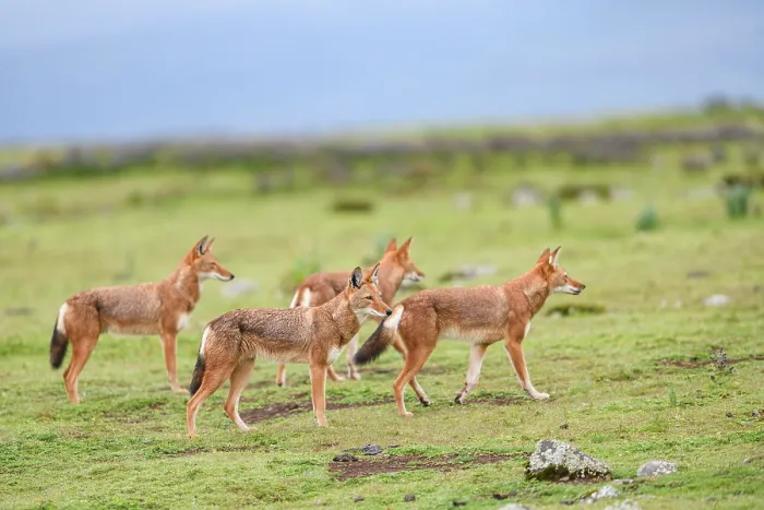 Framed Print : Ethiopian wolf (Canis simensis) pack members patrolling their territory borders, Bale Mountains National Park, Ethiopia. Endangered Framed Print : Ethiopian wolf (Canis simensis) pack members patrolling their territory borders, Bale Mountains National Park, Ethiopia. Endangered
