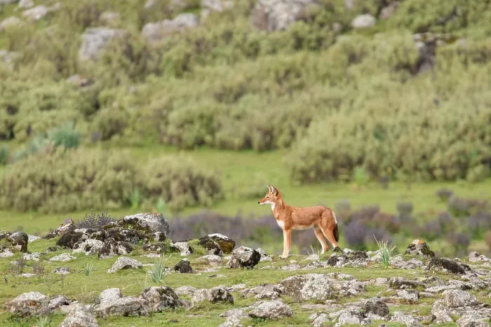 Framed Print : Ethiopian wolf (Canis simensis) patrolling the pack's territory, Bale Mountains National Park, Ethiopia. Endangered Framed Print : Ethiopian wolf (Canis simensis) patrolling the pack's territory, Bale Mountains National Park, Ethiopia. Endangered