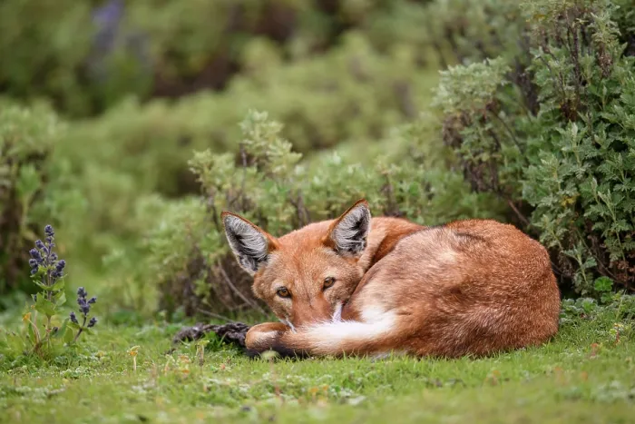 Framed Print : Ethiopian wolf (Canis simensis) resting in afroalpine vegetation, Bale Mountains National Park, Ethiopia, Endangered