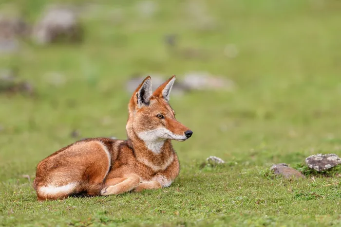 Framed Print : Ethiopian wolf (Canis simensis) resting on grass, Bale Mountains National Park, Ethiopia. Endangered Framed Print : Ethiopian wolf (Canis simensis) resting on grass, Bale Mountains National Park, Ethiopia. Endangered