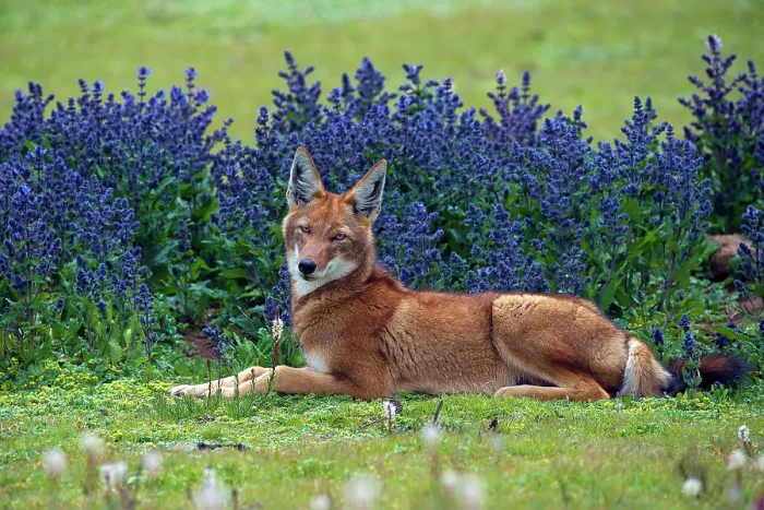 Framed Print : Ethiopian wolf (Canis simensis) resting on grass with flowering Rift Valley sage (Salvia merjamie) behind, Bale Mountains National Park, Ethiopia Framed Print : Ethiopian wolf (Canis simensis) resting on grass with flowering Rift Valley sage (Salvia merjamie) behind, Bale Mountains National Park, Ethiopia