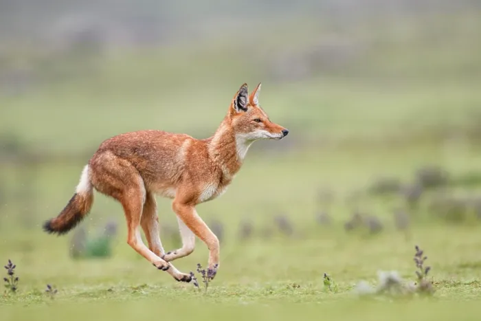 Framed Print : Ethiopian wolf (Canis simensis) running across grassland, Bale Mountains National Park, Ethiopia. Endangered Framed Print : Ethiopian wolf (Canis simensis) running across grassland, Bale Mountains National Park, Ethiopia. Endangered