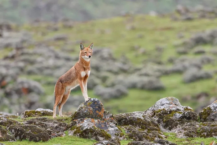 Framed Print : Ethiopian wolf (Canis simensis) standing in afroalpine landscape. This individual has been tagged by the Ethiopian Wolf Conservation Programme