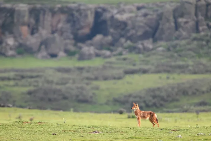 Framed Print : Ethiopian wolf (Canis simensis) standing in grassland with mountains behind, Bale Mountains National Park, Ethiopia. Endangered Framed Print : Ethiopian wolf (Canis simensis) standing in grassland with mountains behind, Bale Mountains National Park, Ethiopia. Endangered