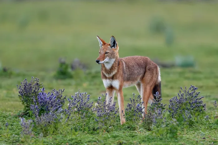 Framed Print : Ethiopian wolf (Canis simensis) standing in grassland among Rift valley sage (Salvia merjamie), Bale Mountains National Park, Ethiopia. Endangered Framed Print : Ethiopian wolf (Canis simensis) standing in grassland among Rift valley sage (Salvia merjamie), Bale Mountains National Park, Ethiopia. Endangered
