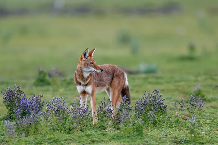 Framed Print : Ethiopian wolf (Canis simensis) standing in grassland among Rift valley sage (Salvia merjamie), Bale Mountains National Park, Ethiopia. Endangered Framed Print : Ethiopian wolf (Canis simensis) standing in grassland among Rift valley sage (Salvia merjamie), Bale Mountains National Park, Ethiopia. Endangered