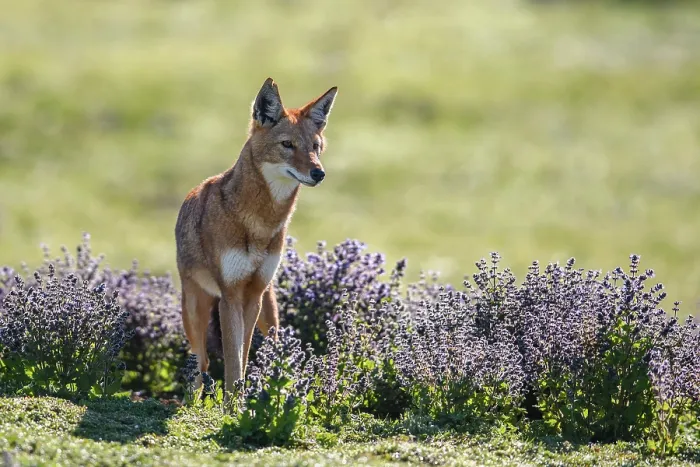 Framed Print : Ethiopian wolf (Canis simensis) standing in Rift Valley sage (Salvia merjamie). Bale Mountains National Park, Ethiopia. Endangered Framed Print : Ethiopian wolf (Canis simensis) standing in Rift Valley sage (Salvia merjamie). Bale Mountains National Park, Ethiopia. Endangered