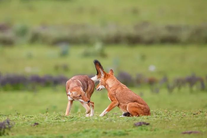 Framed Print : Ethiopian wolf (Canis simensis) subordinate (on the left) greeting dominant female, Bale Mountains National Park, Ethiopia. Endangered