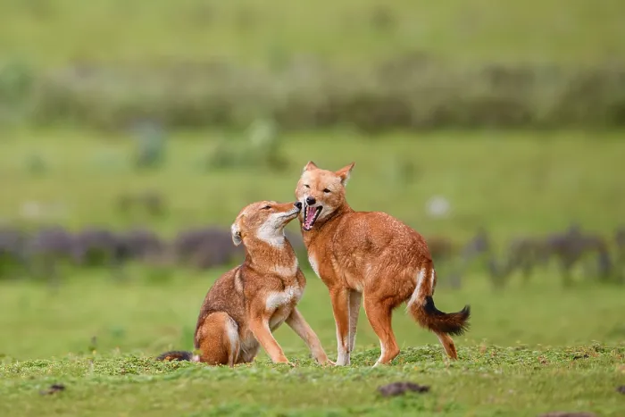 Framed Print : Ethiopian wolf (Canis simensis) subordinate (on the left) greeting dominant female, Bale Mountains National Park, Ethiopia. Endangered Framed Print : Ethiopian wolf (Canis simensis) subordinate (on the left) greeting dominant female, Bale Mountains National Park, Ethiopia. Endangered