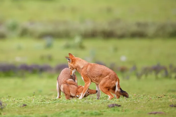 Framed Print : Ethiopian wolf (Canis simensis) subordinate (on the left) greeting dominant female, Bale Mountains National Park, Ethiopia. Endangered Framed Print : Ethiopian wolf (Canis simensis) subordinate (on the left) greeting dominant female, Bale Mountains National Park, Ethiopia. Endangered