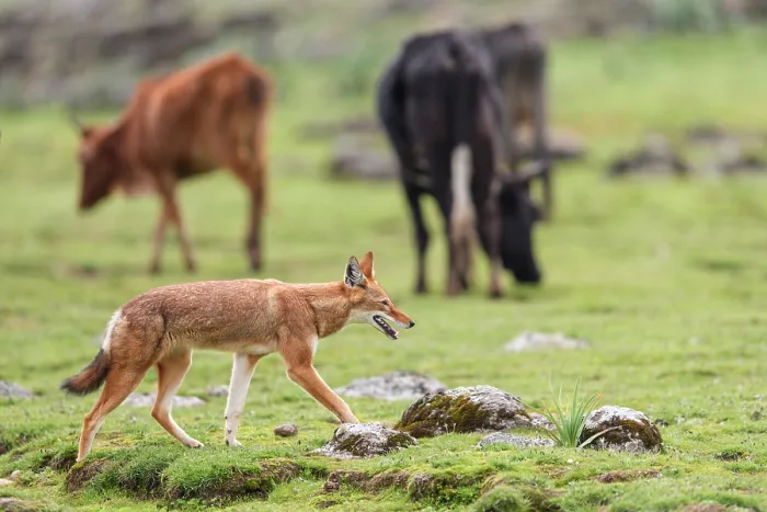 Framed Print : Ethiopian wolf (Canis simensis) walking amongst cattle herd, Bale Mountains National Park, Ethiopia. Endangered Framed Print : Ethiopian wolf (Canis simensis) walking amongst cattle herd, Bale Mountains National Park, Ethiopia. Endangered