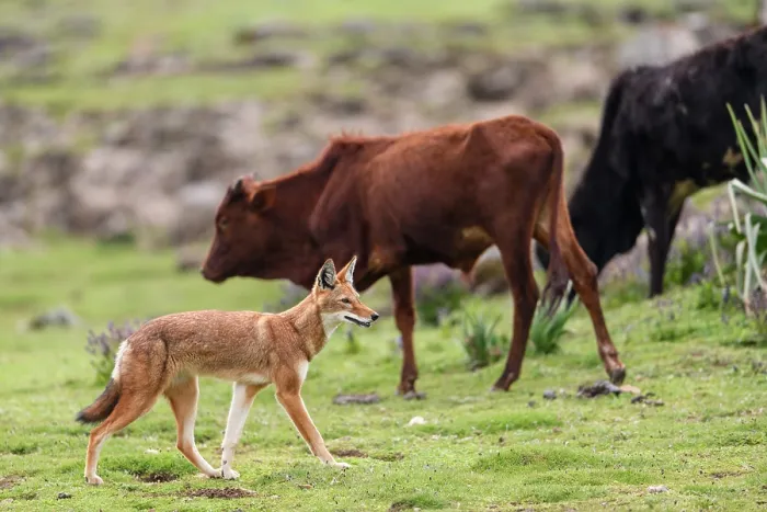 Framed Print : Ethiopian wolf (Canis simensis) walking amongst cattle herd, Bale Mountains National Park, Ethiopia. Endangered Framed Print : Ethiopian wolf (Canis simensis) walking amongst cattle herd, Bale Mountains National Park, Ethiopia. Endangered