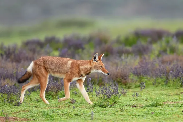 Framed Print : Ethiopian wolf (Canis simensis) walking over grassland, Bale Mountains National Park, Ethiopia. Endangered Framed Print : Ethiopian wolf (Canis simensis) walking over grassland, Bale Mountains National Park, Ethiopia. Endangered