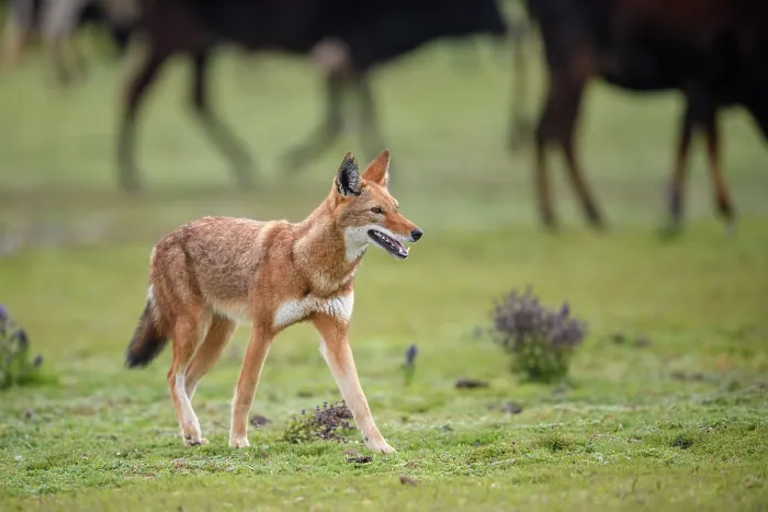 Framed Print : Ethiopian wolf (Canis simensis) walking on grassland with domestic cattle herd behind, Bale Mountains National Park, Ethiopia. Endangered