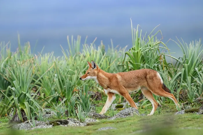 Framed Print : Ethiopian wolf (Canis simensis) walking through Red hot poker plants (Kniphofia foliosa), Bale Mountains National Park, Ethiopia. Endangered Framed Print : Ethiopian wolf (Canis simensis) walking through Red hot poker plants (Kniphofia foliosa), Bale Mountains National Park, Ethiopia. Endangered