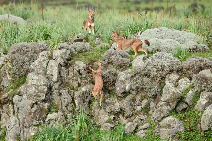 Framed Print : Ethiopian wolves (Canis simensis) chasing an intruder out of their territory, Bale Mountains National Park, Ethiopia. Endangered Framed Print : Ethiopian wolves (Canis simensis) chasing an intruder out of their territory, Bale Mountains National Park, Ethiopia. Endangered