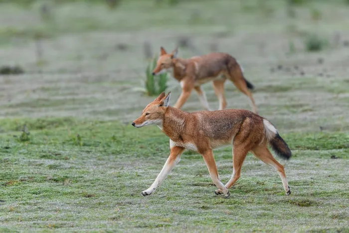Framed Print : Two Ethiopian wolves (Canis simensis) patrolling their territory boundary, Bale Mountains National Park, Ethiopia. Endangered Framed Print : Two Ethiopian wolves (Canis simensis) patrolling their territory boundary, Bale Mountains National Park, Ethiopia. Endangered