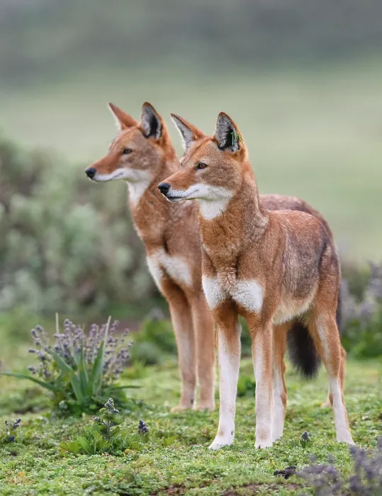 Framed Print : Two Ethiopian wolves (Canis simensis) patrolling their territory boundary, Bale Mountains National Park, Ethiopia. Endangered Framed Print : Two Ethiopian wolves (Canis simensis) patrolling their territory boundary, Bale Mountains National Park, Ethiopia. Endangered