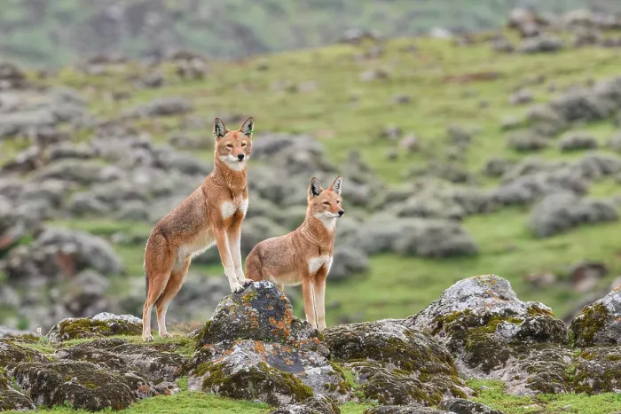 Framed Print : Two Ethiopian wolves (Canis simensis) standing in afroalpine landscape. The left individual has been tagged by the Ethiopian Wolf Conservation Programme Framed Print : Two Ethiopian wolves (Canis simensis) standing in afroalpine landscape. The left individual has been tagged by the Ethiopian Wolf Conservation Programme