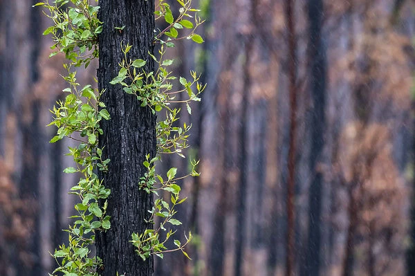 Eucalyptus tree (Eucalyptus sp. ) showing epicormic growth in response to bushfire damage
