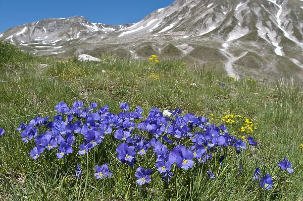 Eugenias Violet (Viola eugeniaea) in flower, blue form, Campo Imperatore, Gran Sasso
