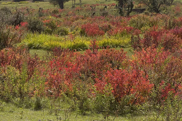 Euphorbia (Euphorbia jolkinii) leaves turning red in autumn. Napa Hai, Shangri-la