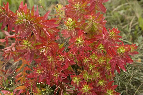Euphorbia (Euphorbia jolkinii) leaves turning red in autumn. Napa Hai, Shangri-la