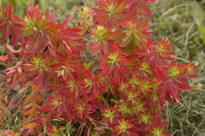 Framed Print : Euphorbia (Euphorbia jolkinii) leaves turning red in autumn. Napa Hai, Shangri-la Framed Print : Euphorbia (Euphorbia jolkinii) leaves turning red in autumn. Napa Hai, Shangri-la