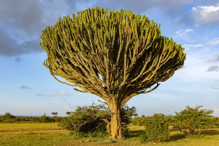 Framed Print : Euphorbia tree near Solio escarpment, Laikipia County, Kenya