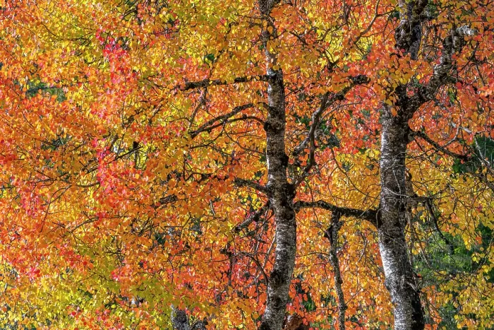 Framed Print : Eurasian aspen tree in autumn (Populus tremula), Dolomites, Italy, October Framed Print : Eurasian aspen tree in autumn (Populus tremula), Dolomites, Italy, October
