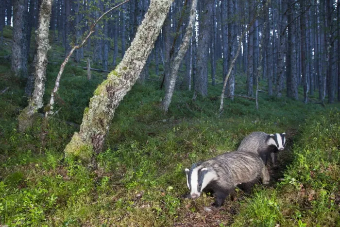Framed Print : Eurasian badger (Meles meles), two foraging in Pine (Pinus sp) woodland. Glenfeshie Framed Print : Eurasian badger (Meles meles), two foraging in Pine (Pinus sp) woodland. Glenfeshie